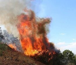 PKK’dan tarla kundaklamaya devam