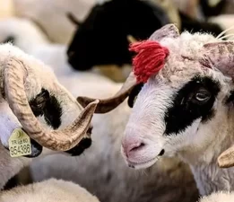 Kurban kesmeden bilinmesi gerekenler