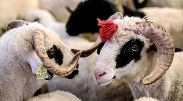 Kurban kesmeden bilinmesi gerekenler