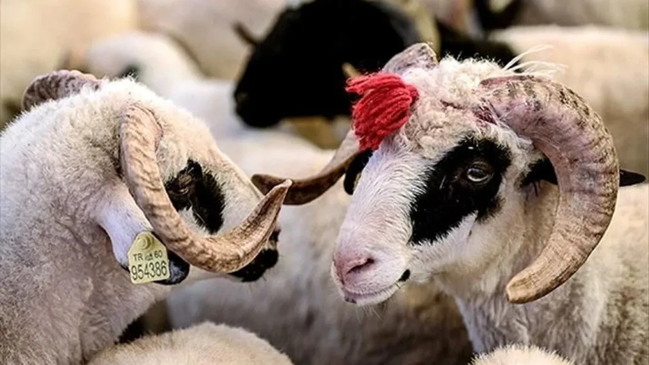 Kurban kesmeden bilinmesi gerekenler