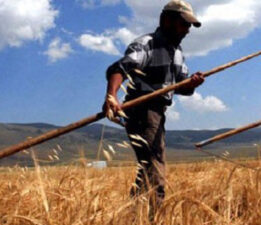 Türk çiftçisi 22 üründe dünya lideri